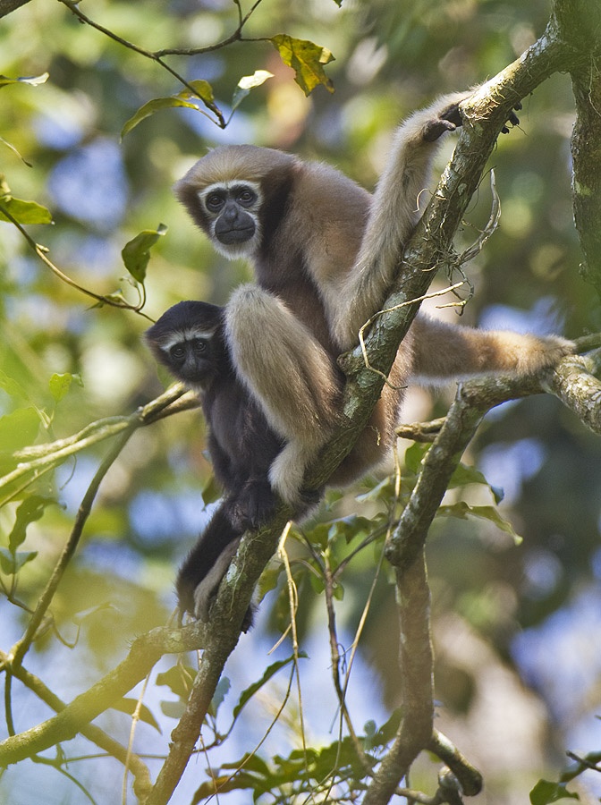A Hoolock Gibbon in its natural habitat