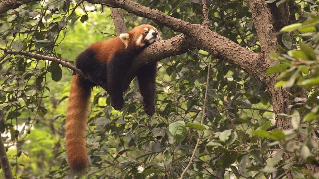A rare Red Panda in a tree in a lush forest