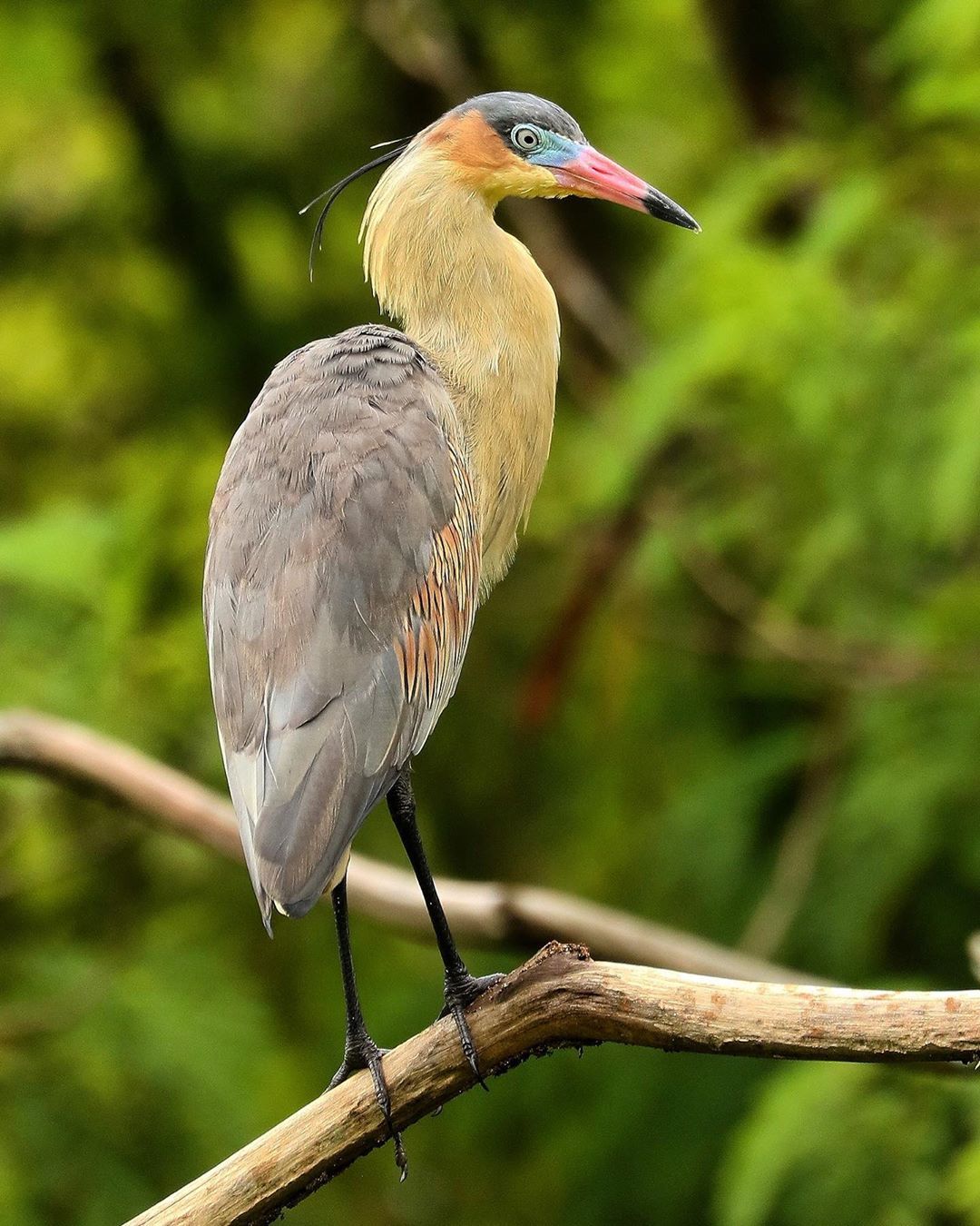 A rare bird in Siju Bird Sanctuary