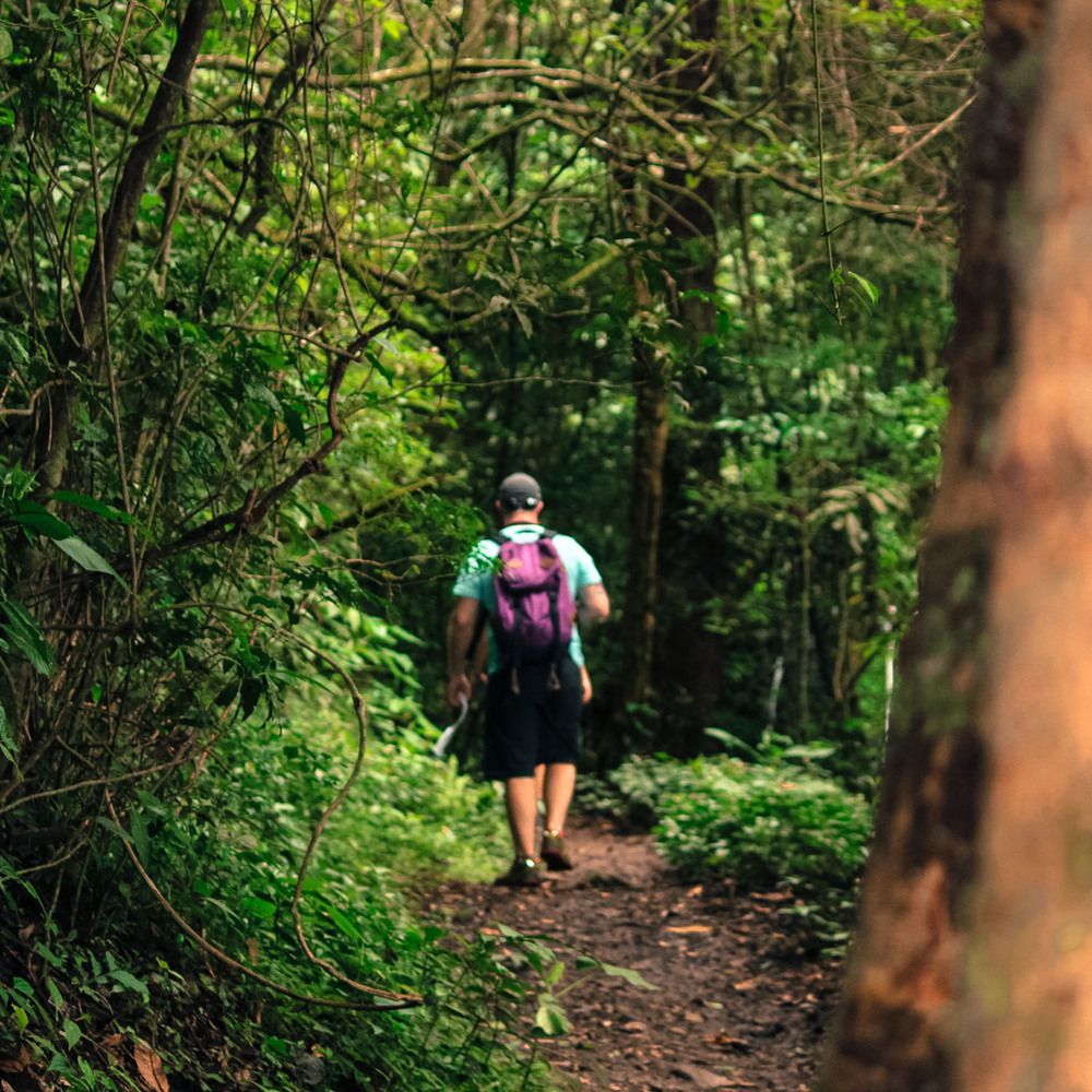 A scenic trekking trail through the lush green forests of Meghalaya